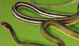 花 蛇在线观看,一场视觉与情感的盛宴